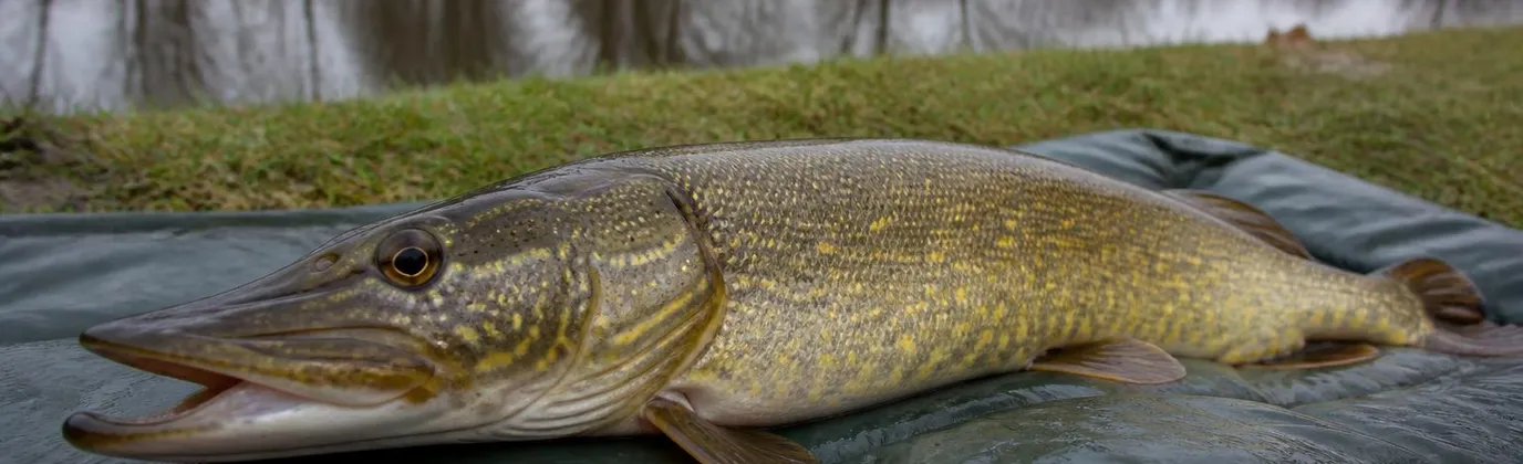 Un brochet posé sur un tapis de réception mouillé au bord d'un étang, gueule entrouverte, flancs vert olive marbrés de jaune